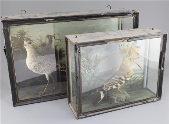 An early 19th century taxidermic model of a Hoopoe, 12 x 19in.